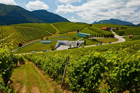 Vinograd, Zlati Grič