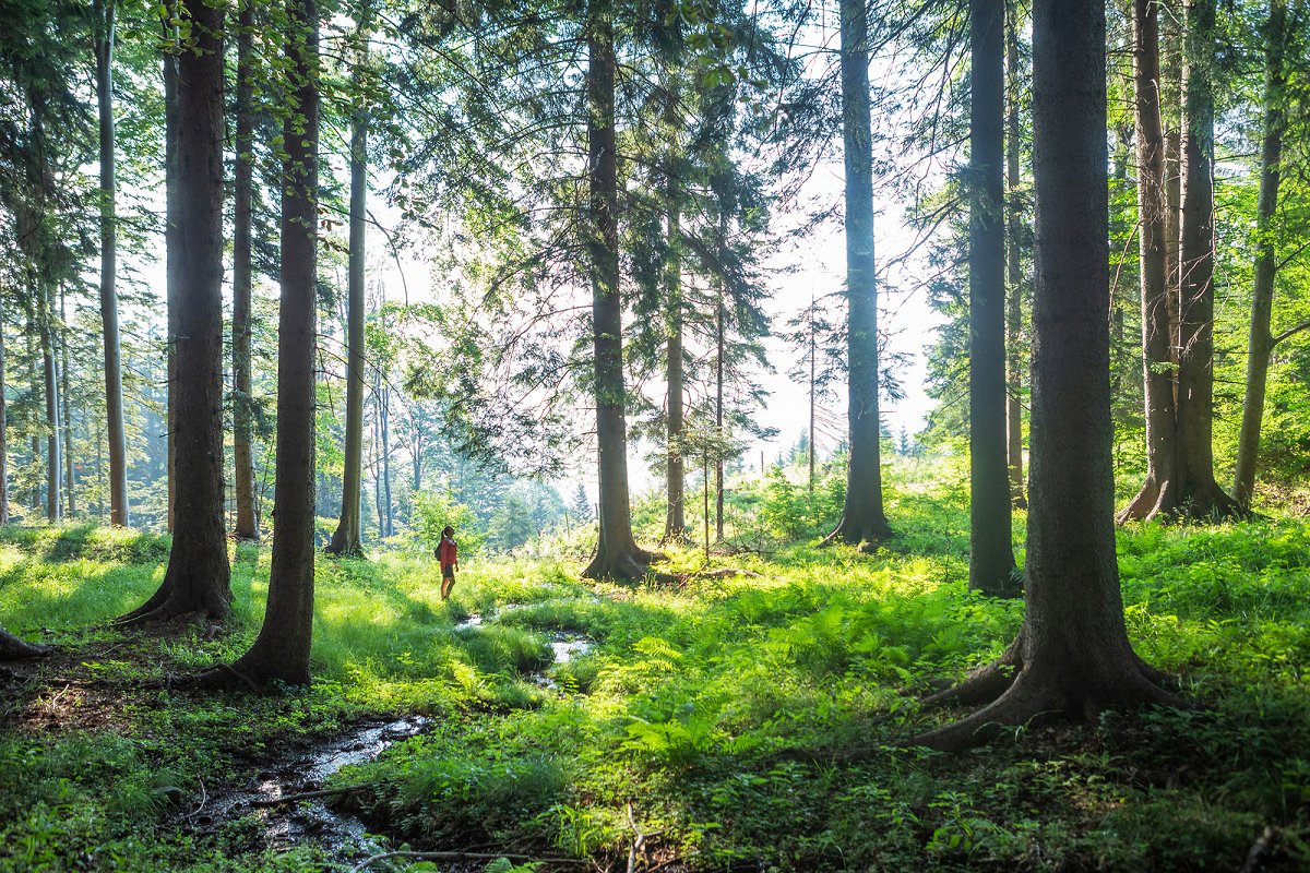 der Bach fließt durch den Wald