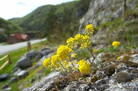 A plant with yellow flowers on stony ground