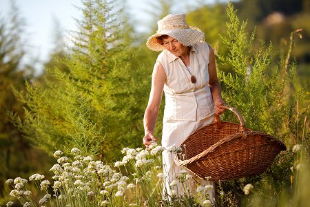 A woman with a basket in her hand picking up herbs