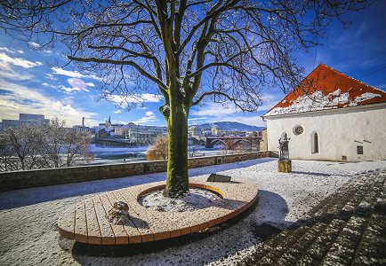 ein Baum im Hof vor dem Haus