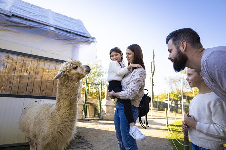 Mini ZOO land alpake