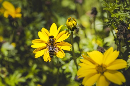 Čebelarstvo Žvikart (43)